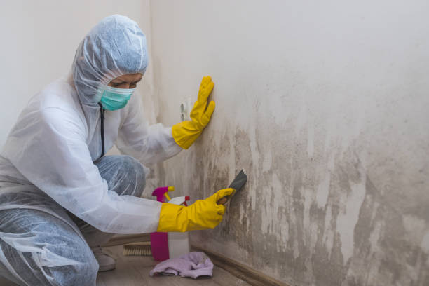 Best Mold Testing and Removal  in Chester, MD