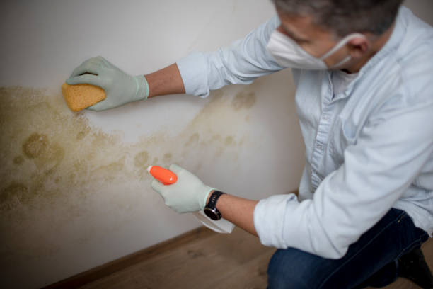 Professional Mold Removal in Chester, MD