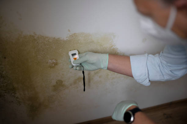Best Mold Damage Repair  in Chester, MD
