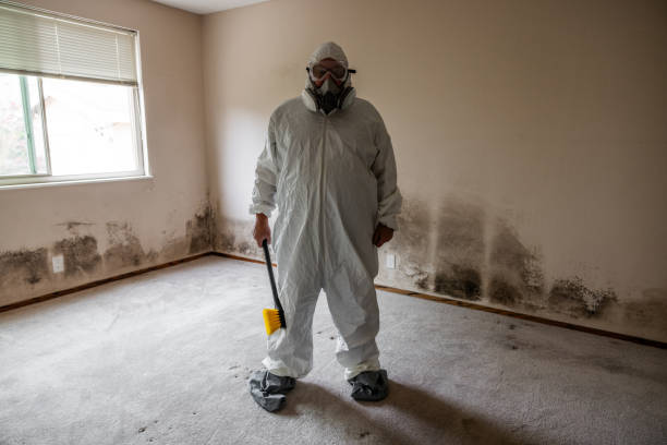 Mold Testing and Removal in Chester, MD